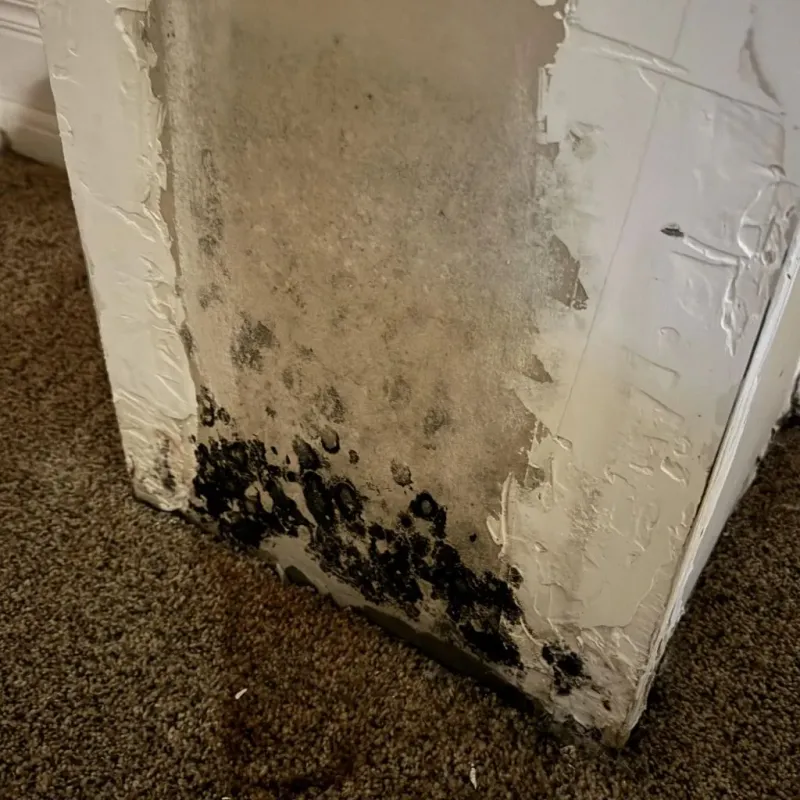 Professional Mold Removal in Minier, IL